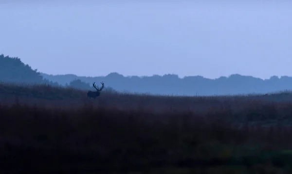 高い草で鹿 — ストック写真