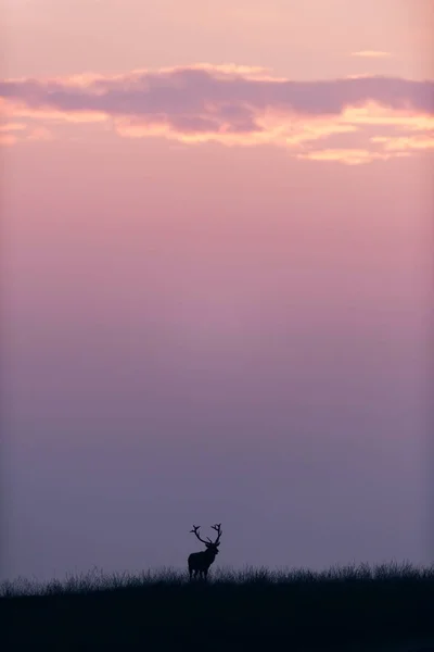 Veados no campo ao pôr do sol — Fotografia de Stock