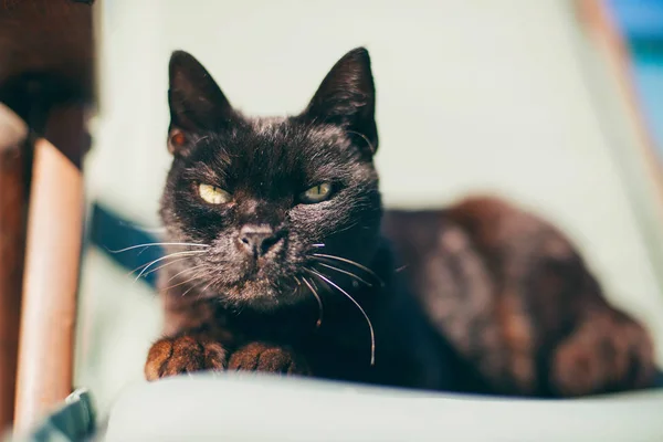 Chat noir couché sur une chaise — Photo