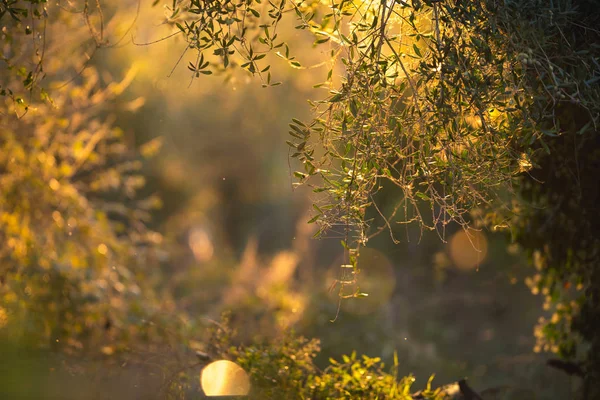 Leaves and branches of olive trees — Stock Photo, Image