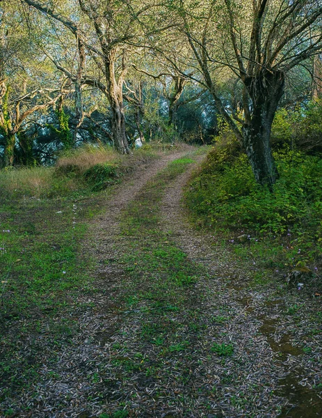 Olive grove ülkede yol — Stok fotoğraf