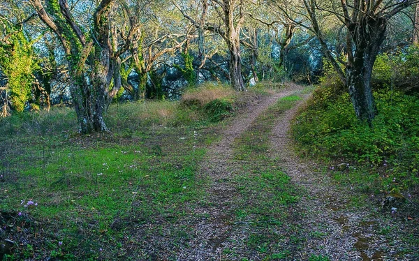 Camino rural en olivar —  Fotos de Stock