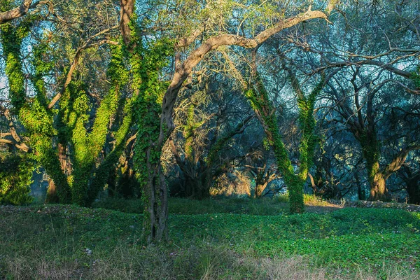 Olive grove güneş ışığı altında — Stok fotoğraf