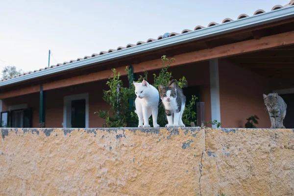 石の塀で 3 匹の猫 — ストック写真