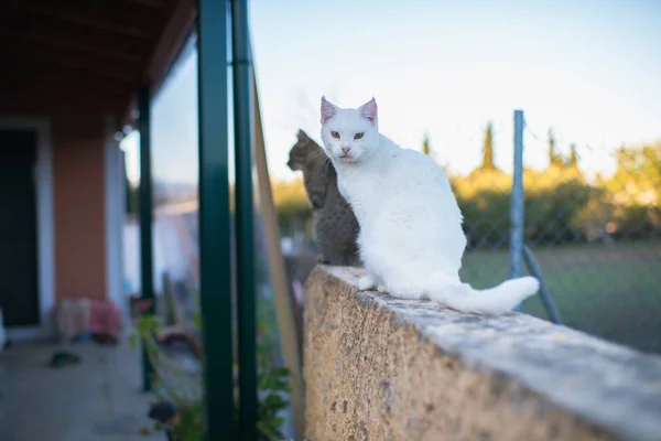 Белая кошка смотрит в камеру — стоковое фото