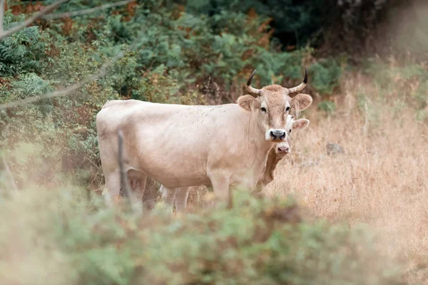White cow with calf — Stock Photo, Image
