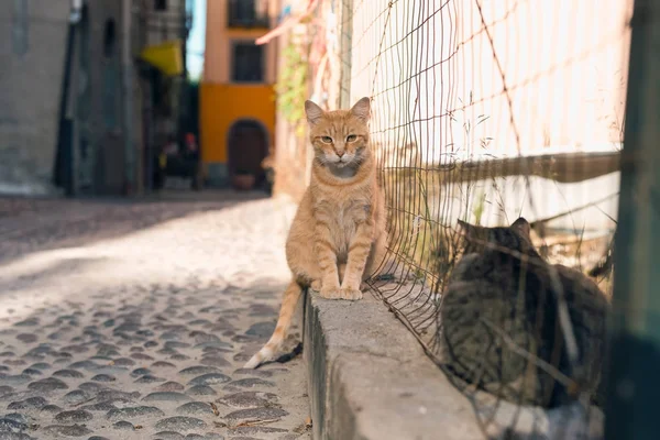 Ginger stray cat sitting in street — Stock Photo, Image