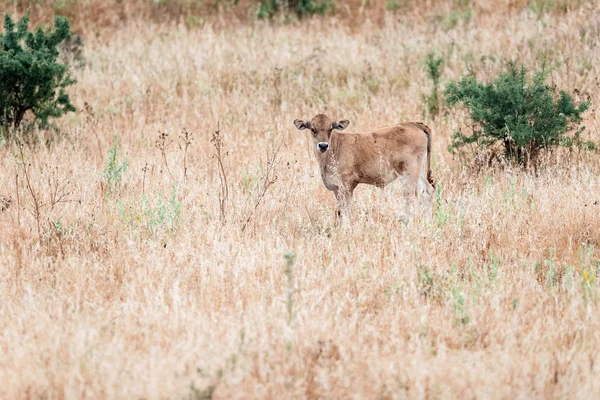 Veau debout dans l'herbe haute — Photo