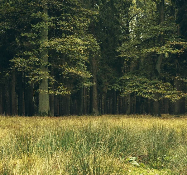 Prado na floresta de outono decídua — Fotografia de Stock