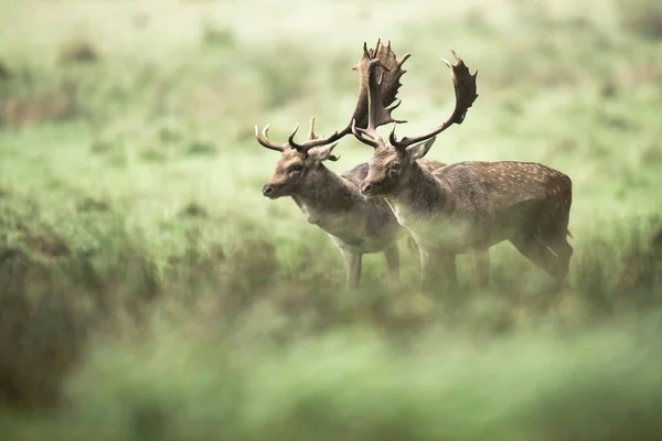 Deux cerfs en jachère — Photo