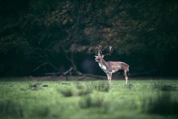 Herten in de weide staan — Stockfoto