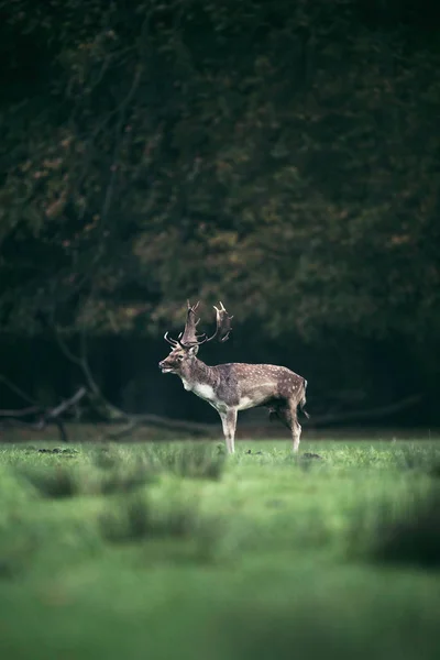 Rehe stehen auf der Wiese — Stockfoto