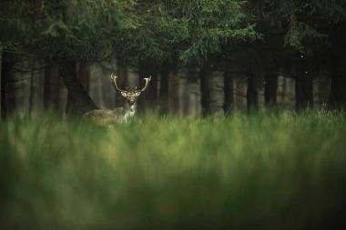 yüksek otların geyik 