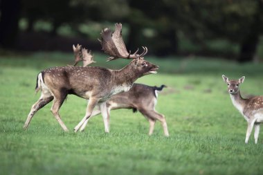 Alageyik buck böğürüyordu 