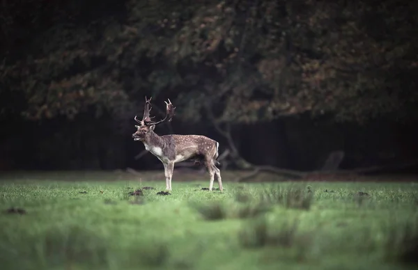 Cerfs debout dans la prairie — Photo