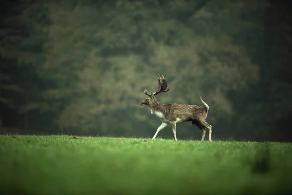 Herten lopen in gras — Stockfoto