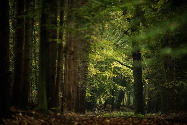 Vacker lövskog — Stockfoto