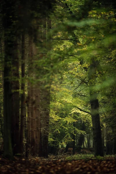 美丽的落叶森林 — 图库照片