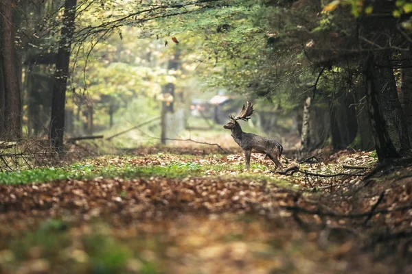 Ciervos en camino forestal — Foto de Stock