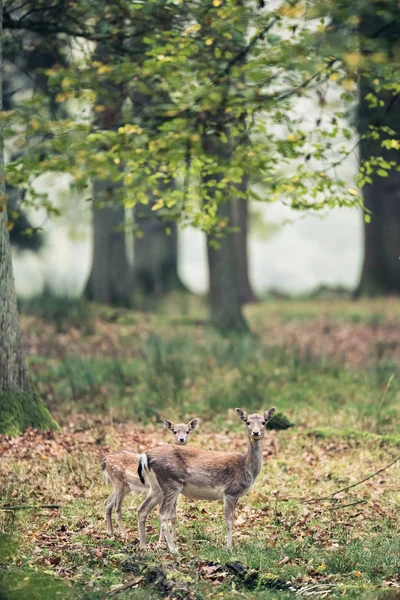 Matka jelenia z młodzik — Zdjęcie stockowe