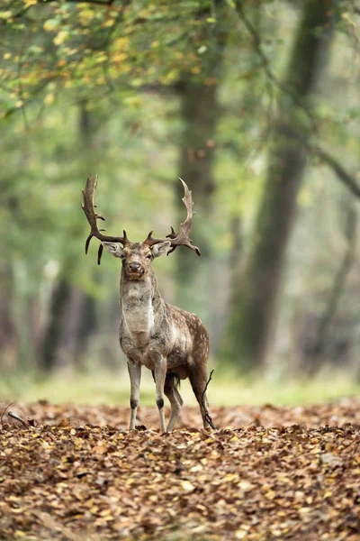 Bouc de cerf en jachère en forêt — Photo