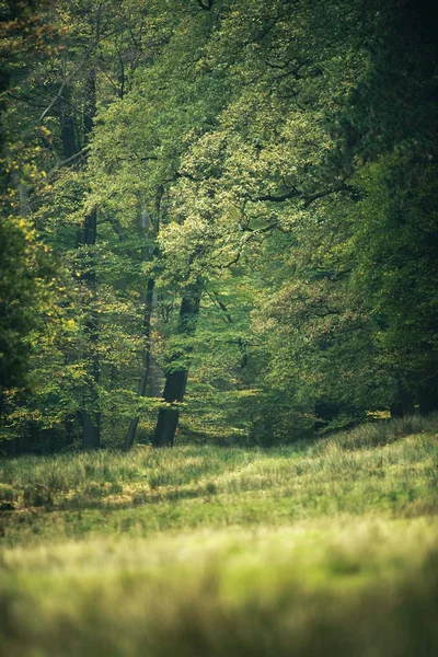 Fogliame autunnale nella foresta — Foto Stock