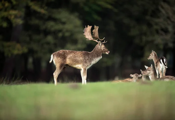 Cervo daino buck in campo — Foto Stock