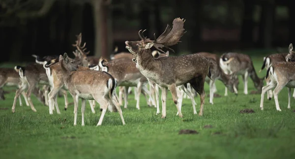 Bellowing deer between females — Stock Photo, Image