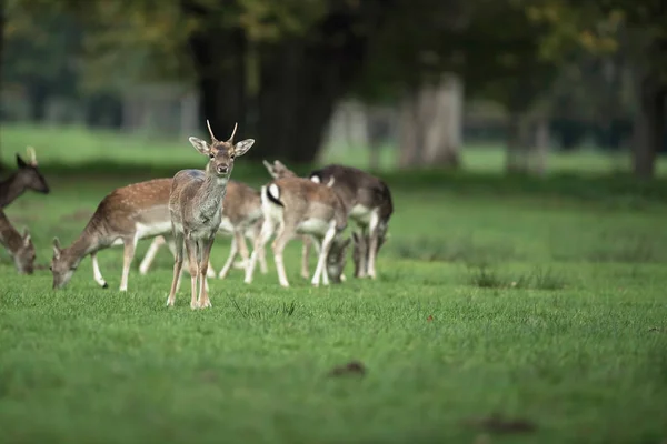 Jeune cerf de jachère — Photo