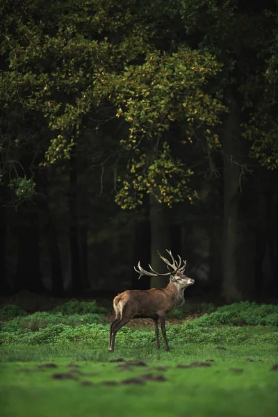 Cerf rouge hurlant dans la prairie — Photo