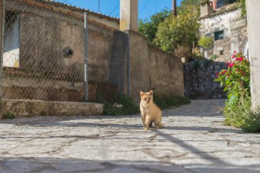 Sokakta oturan zencefil kedi