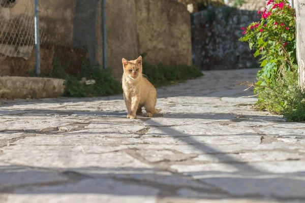 Рыжая кошка сидит на улице — стоковое фото