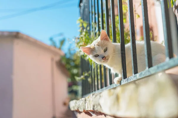 Белая кошка, подглядывающая через забор — стоковое фото