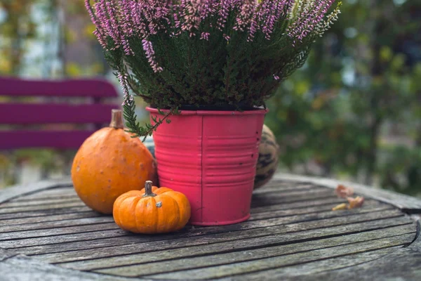 Pumpkins and heather in bucket — Stock Photo, Image