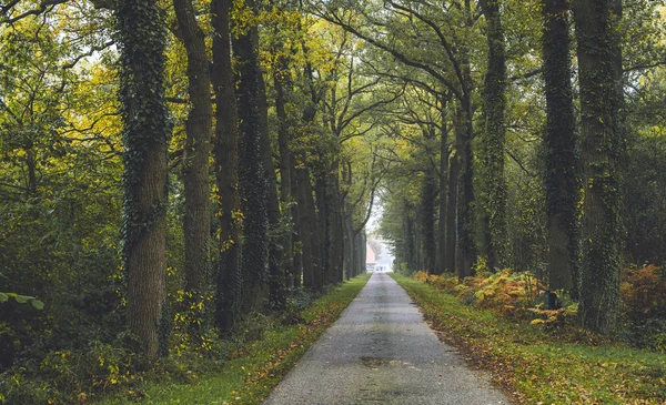 Estrada rural na floresta de outono — Fotografia de Stock