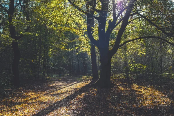 Orman sonbahar yaprakları — Stok fotoğraf