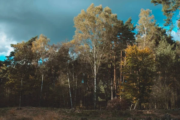 Autumn birch trees — Stock Photo, Image