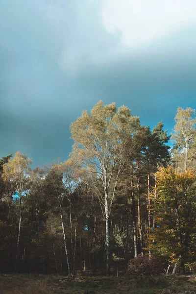 Sonbahar huş ağaçları — Stok fotoğraf