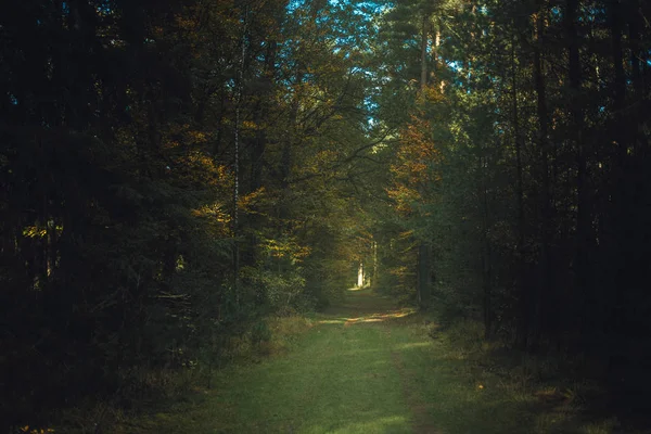 Sentiero forestale nella foresta — Foto Stock