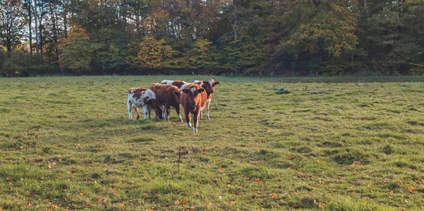 Junge Kühe auf der Weide — Stockfoto