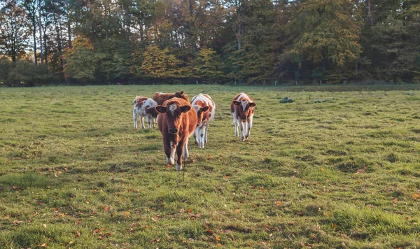 Молодые коровы на лугу — стоковое фото