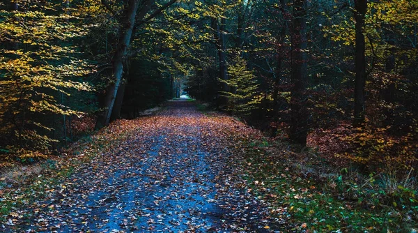Sonbahar orman ülkede yol — Stok fotoğraf