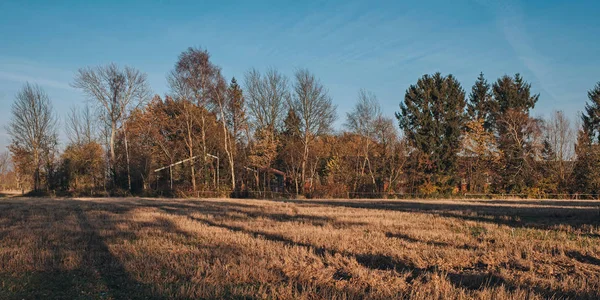 Feld aus gelbem Gras mit Bäumen — Stockfoto