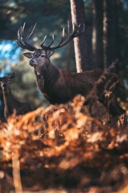 kahverengi renkli ferns arasında geyik