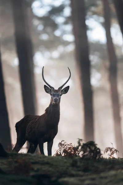 Red deer pánský stojící na kopci — Stock fotografie