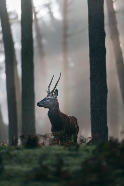 Red deer stag standing on hill