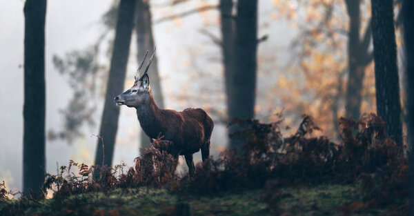 Red deer stag between ferns