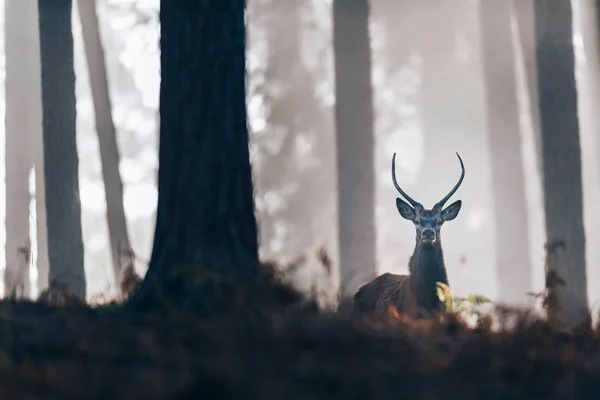 Szarvas, Ködös őszi erdő — Stock Fotó