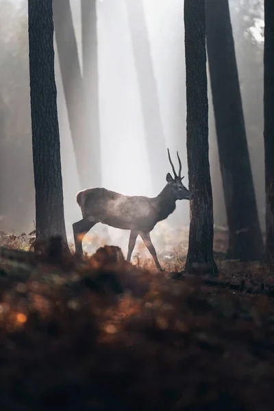 Deer walking in misty forest — Stock Photo, Image