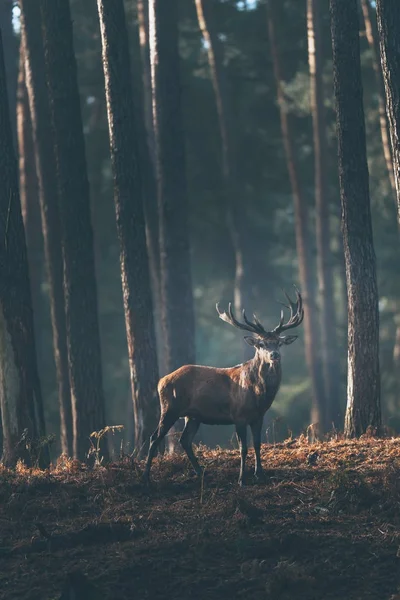 Hert in de herfst dennenbos — Stockfoto